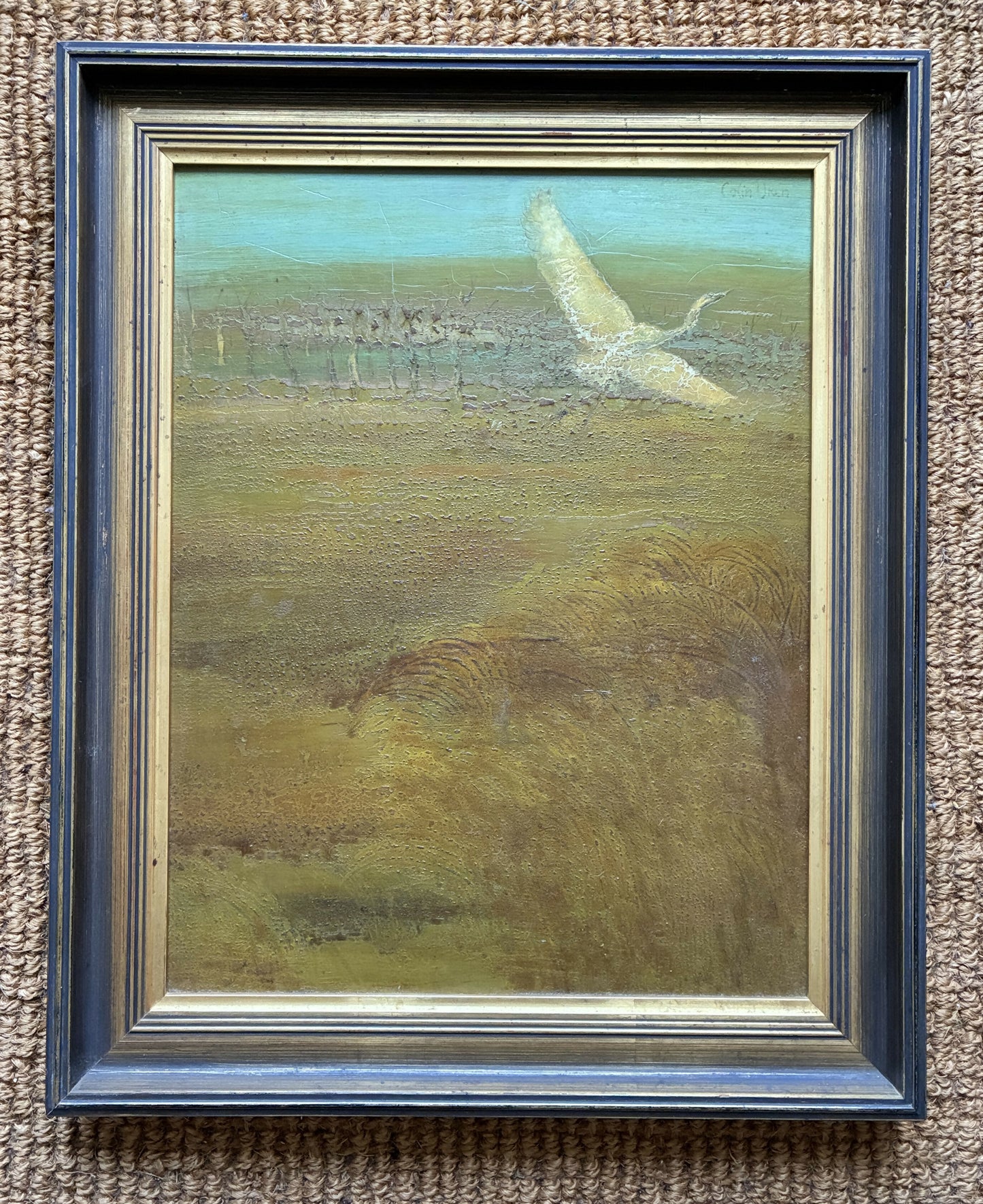 White Egret in Search of a Mate by Colin Uren