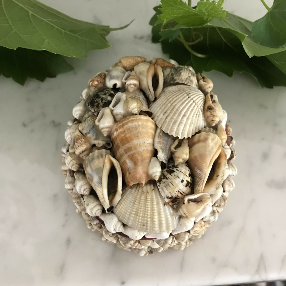 Lidded Shell Trinket Box – Antiquely
