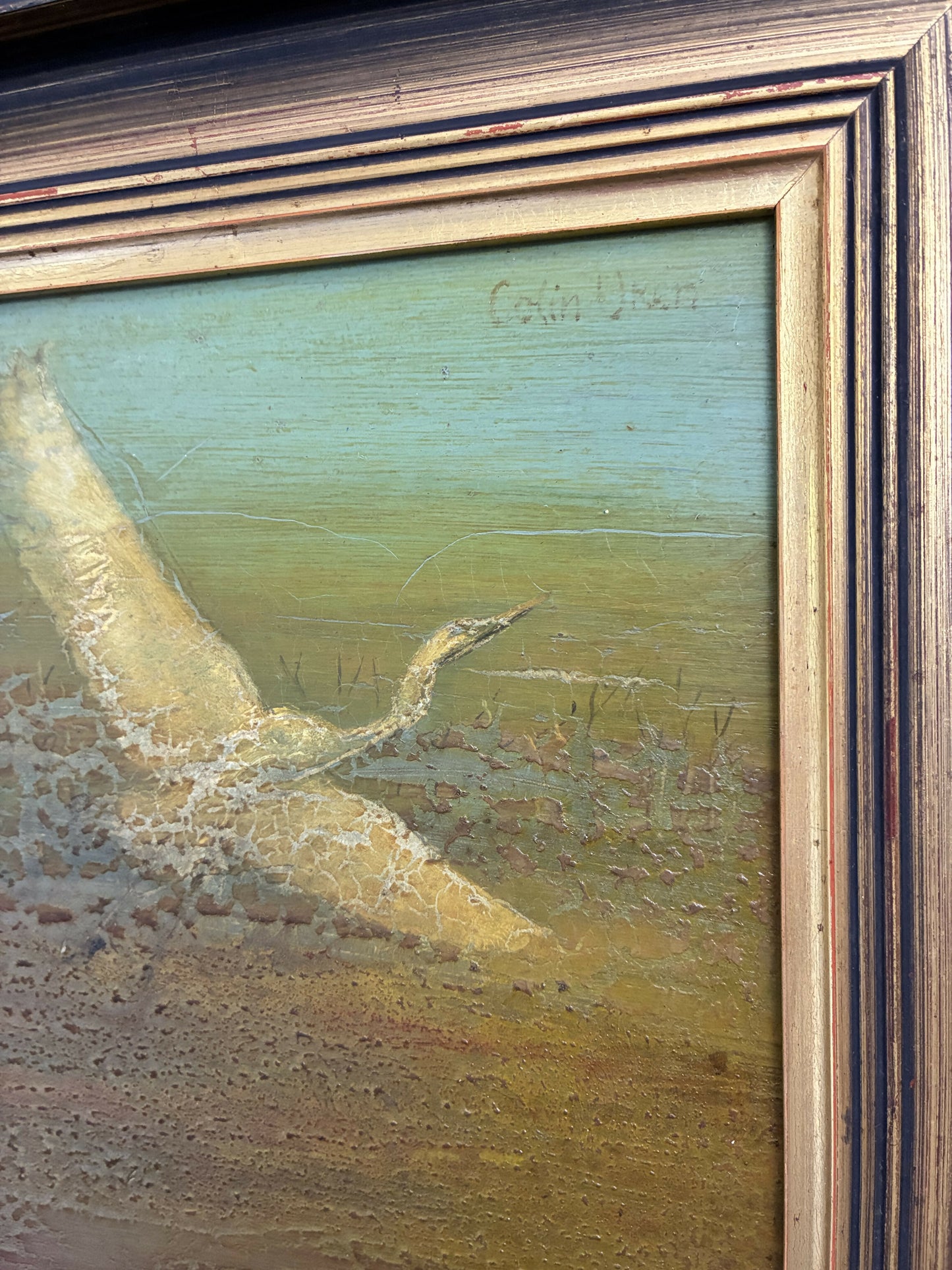 White Egret in Search of a Mate by Colin Uren