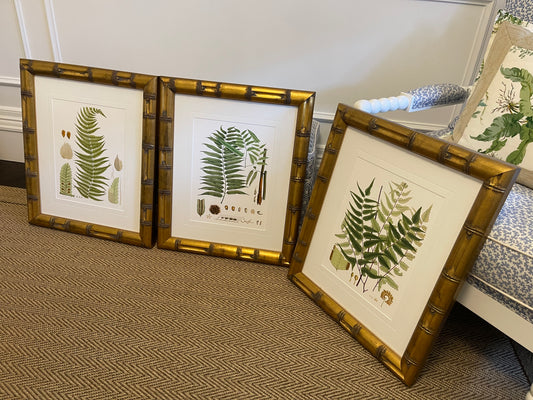 3 Botanical Prints on Paper With Gold Raffles Bamboo Frame