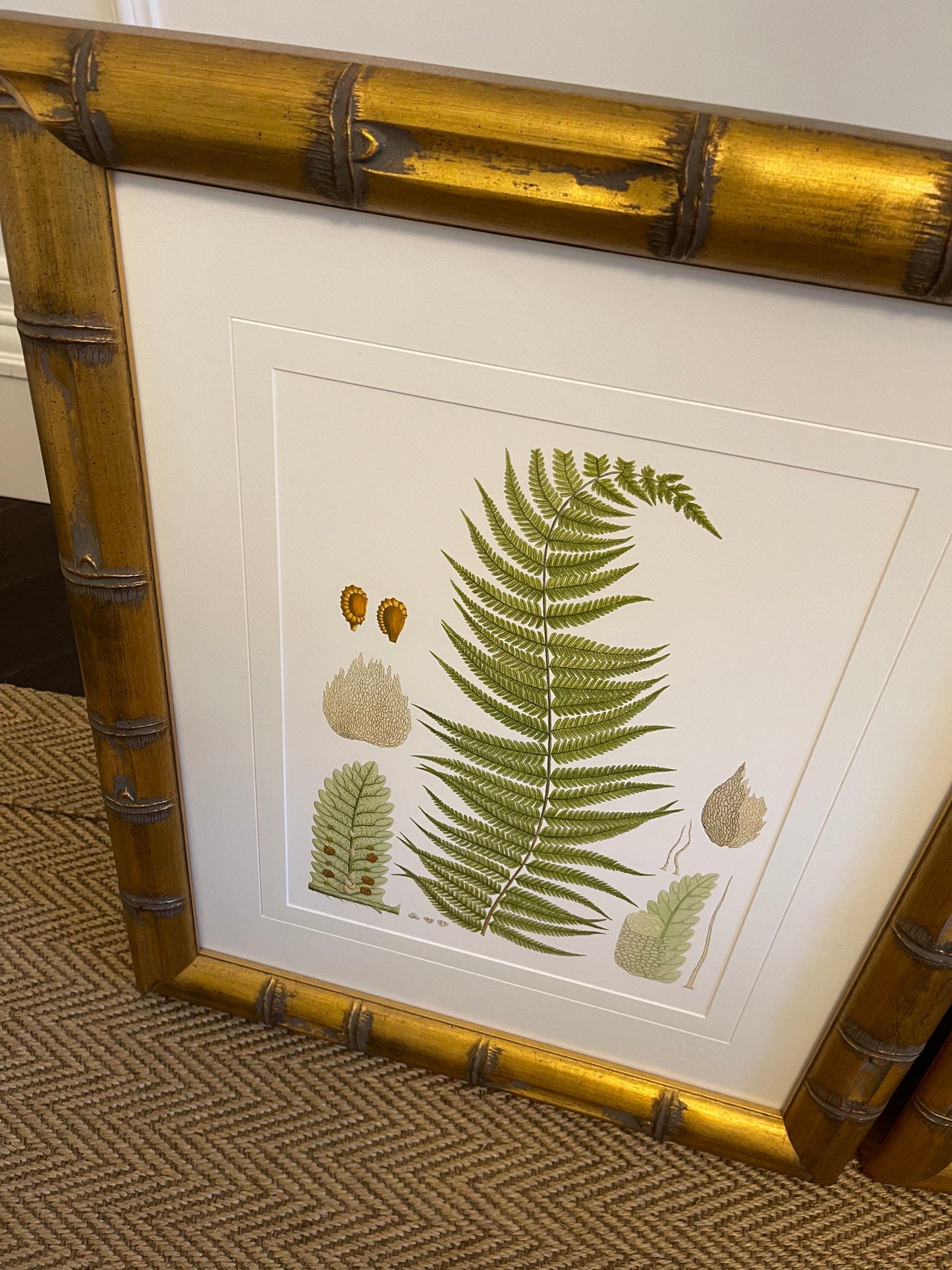 3 Botanical Prints on Paper With Gold Raffles Bamboo Frame