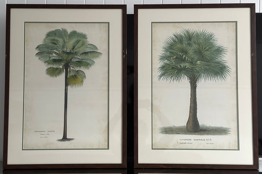 Pair of Botanical Prints of Palm Trees