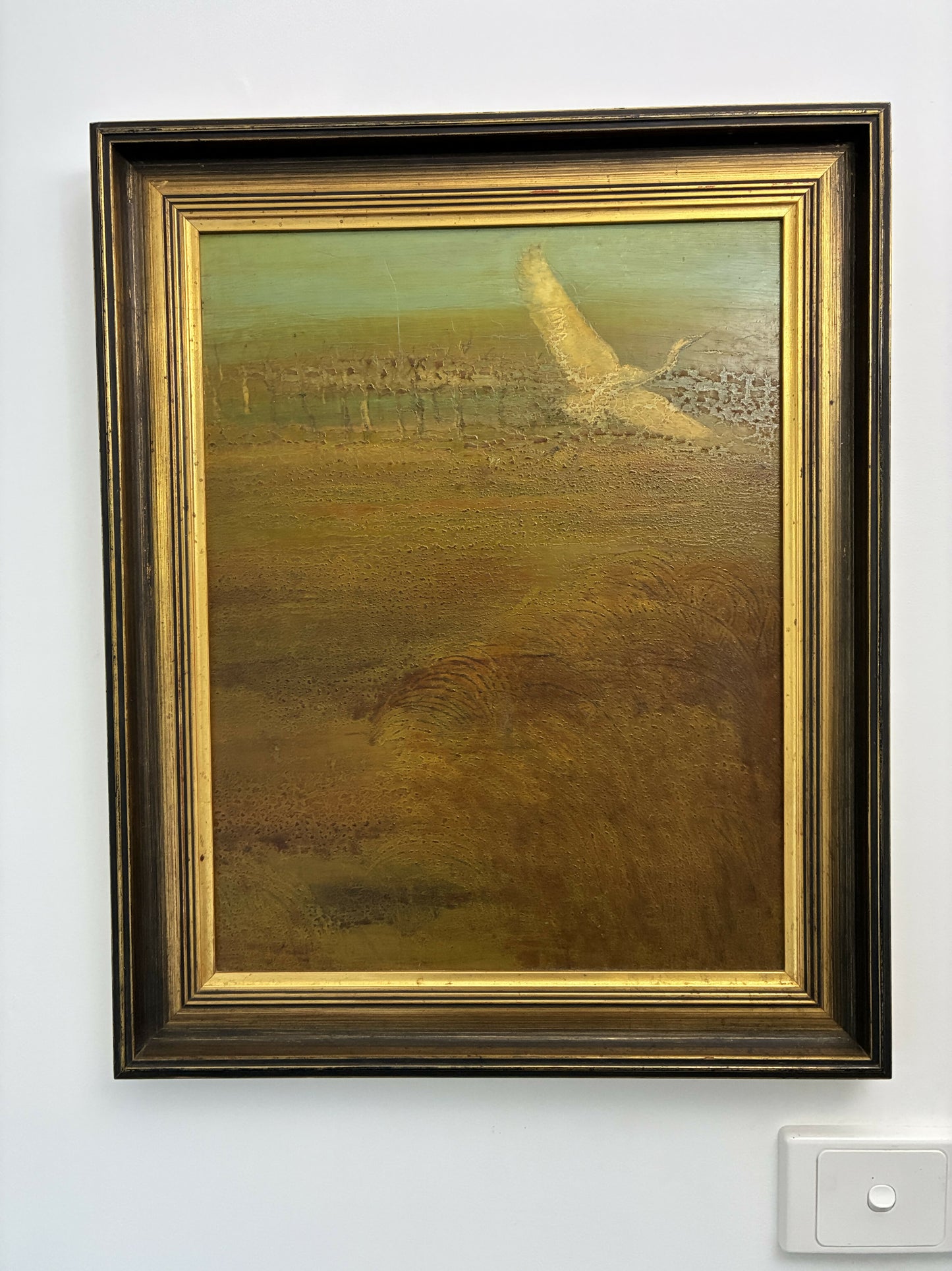 White Egret in Search of a Mate by Colin Uren