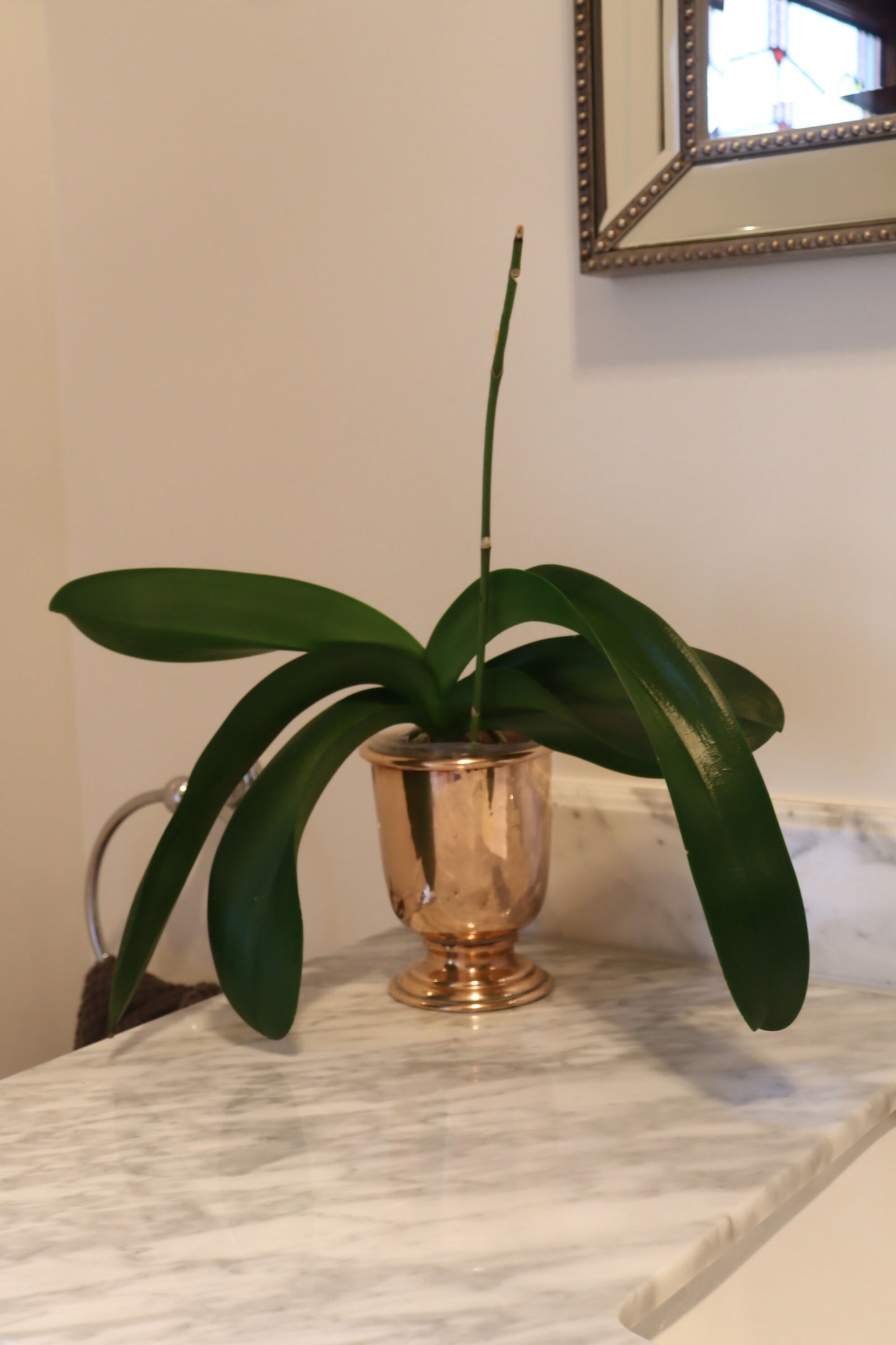 Copper vase, planter, or kitchen tidy?